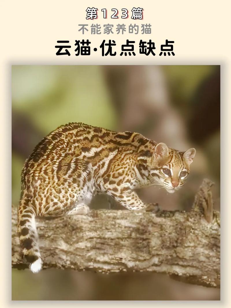 云贷猫缩略图