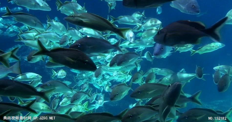 动态水族馆手机屏保下载游戏截图