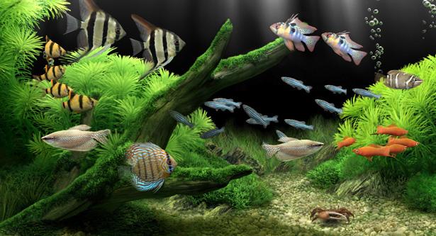 梦幻水族馆游戏截图