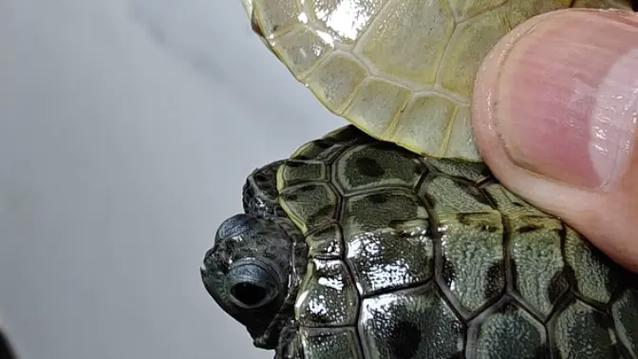 巴西变异龟缩略图