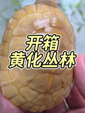 黄化巴西龟缩略图
