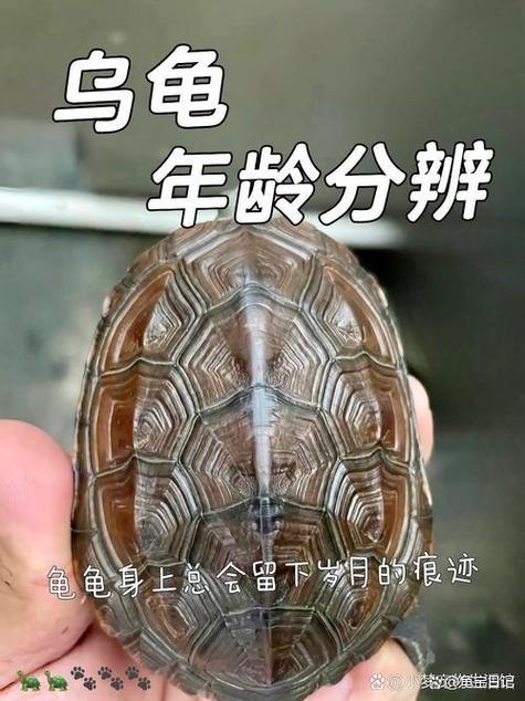 巴西龟爆纹怎么办