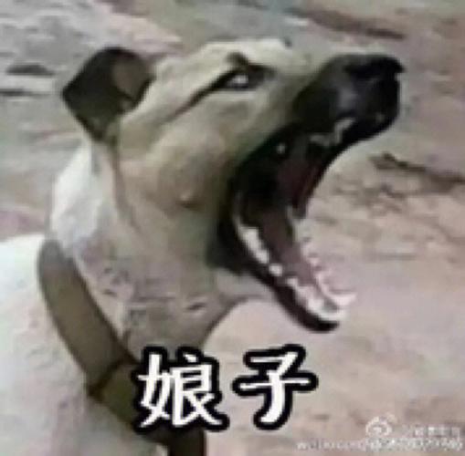 情侣头像沙雕情头一对缩略图