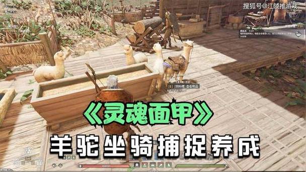 羊驼怎么骑用什么鞍缩略图