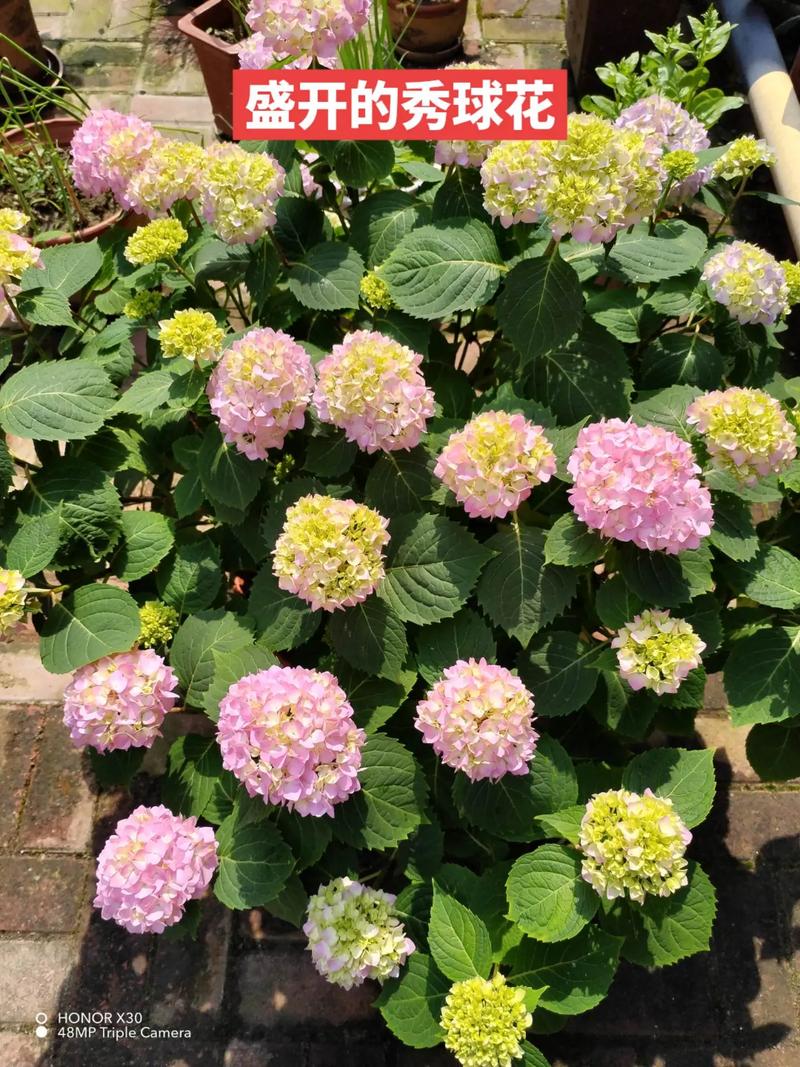 花拍秀花拍秀试用